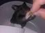 Hamster Noir