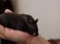 Hamster Noir