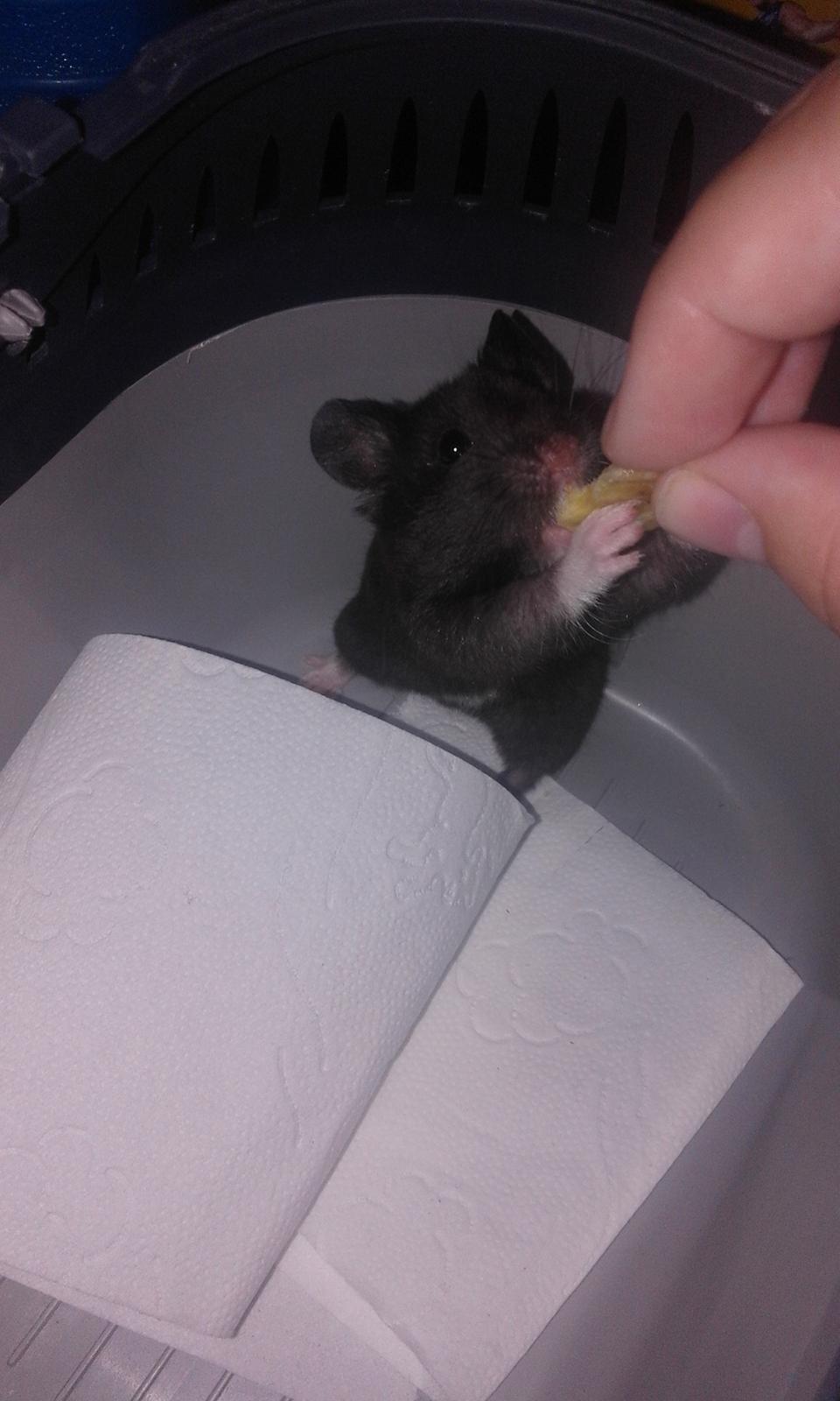 Hamster Noir billede 16