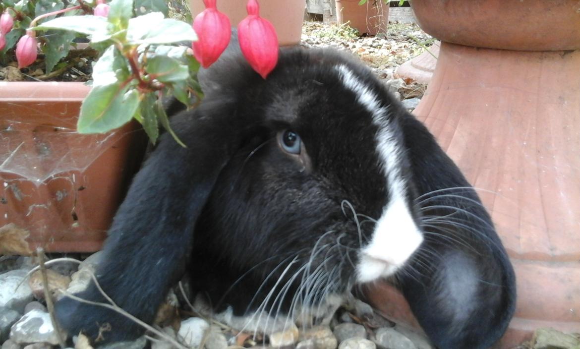 Kanin Fransk Vædder Furby billede 14