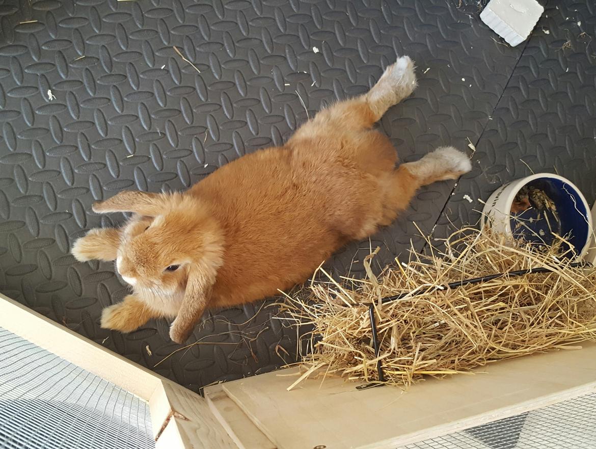 Kanin Donna - R.I.P. - Weekend-afslapning billede 10