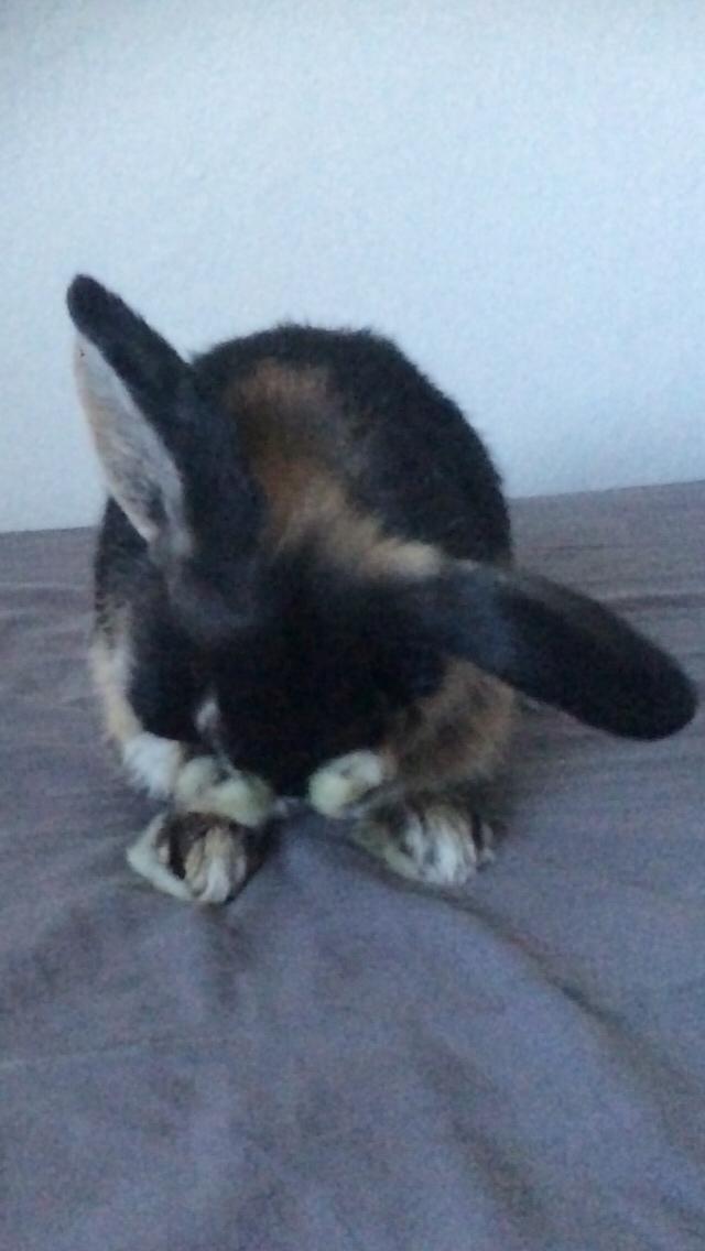 Kanin Studsdals Hero billede 11