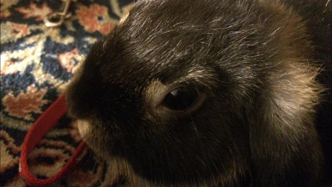 Kanin Studsdals Hero billede 12