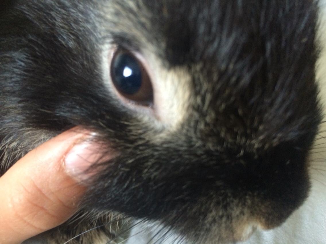 Kanin Studsdals Hero billede 13