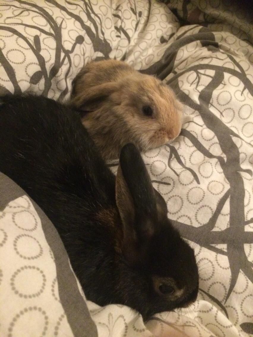 Kanin Studsdals Hero billede 14