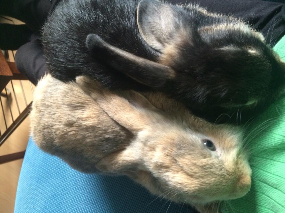 Kanin Studsdals Hero billede 15