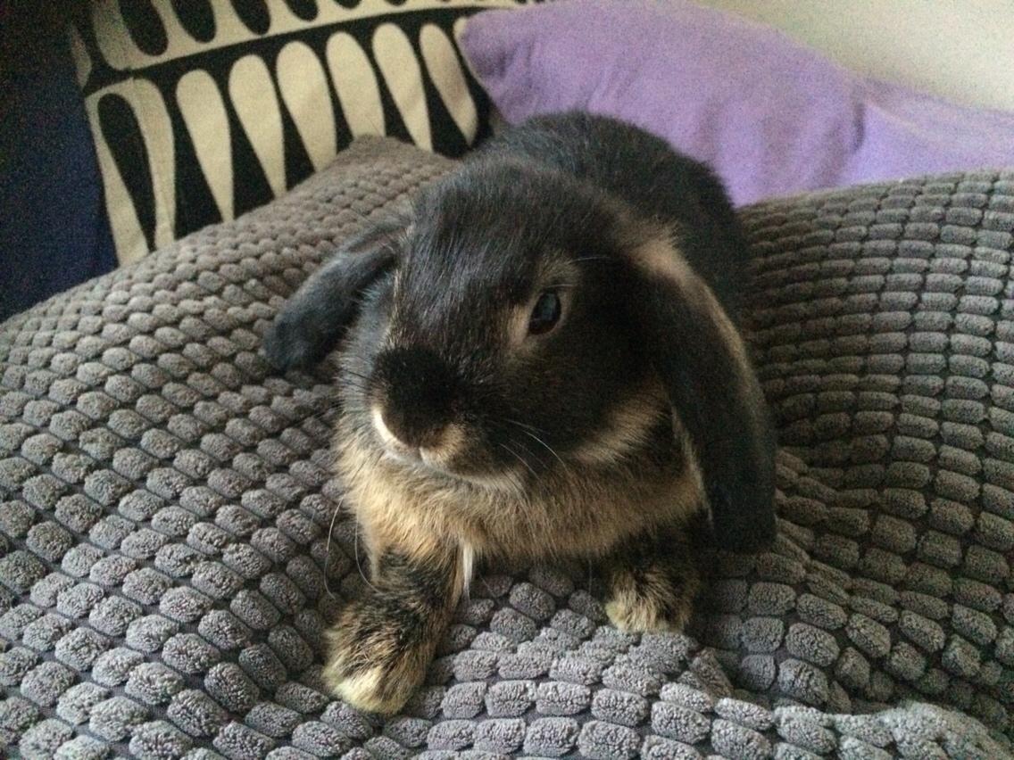 Kanin Studsdals Hero billede 16