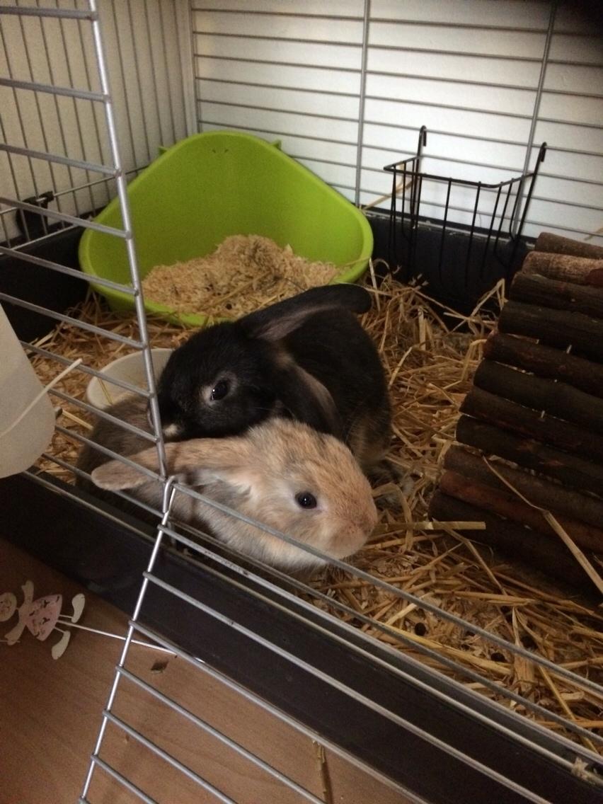 Kanin Studsdals Hero billede 17