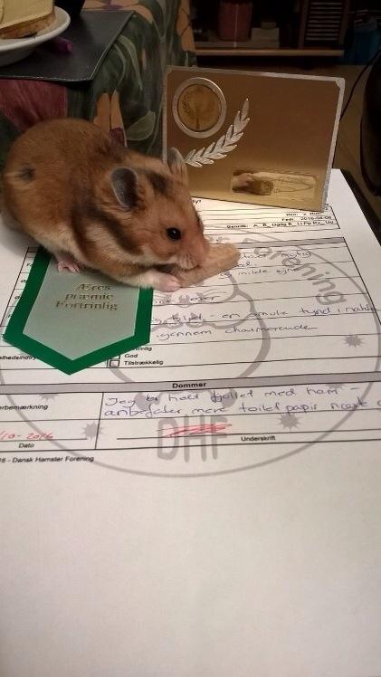 Hamster Mars Twillight *Himmel hamster* billede 1