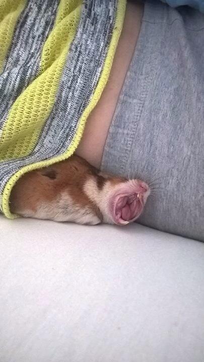 Hamster Mars Twillight *Himmel hamster* billede 2