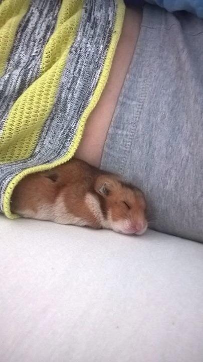 Hamster Mars Twillight *Himmel hamster* billede 3