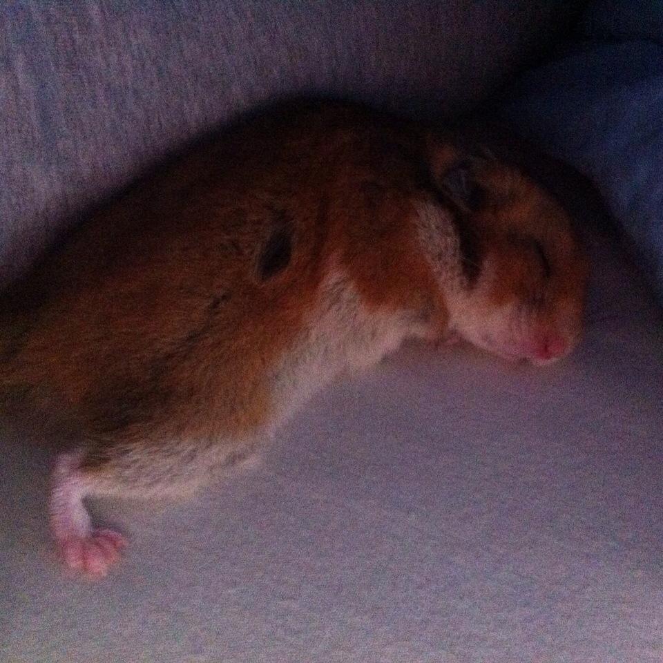 Hamster Mars Twillight *Himmel hamster* billede 4