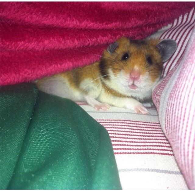 Hamster Mars Twillight *Himmel hamster* billede 5