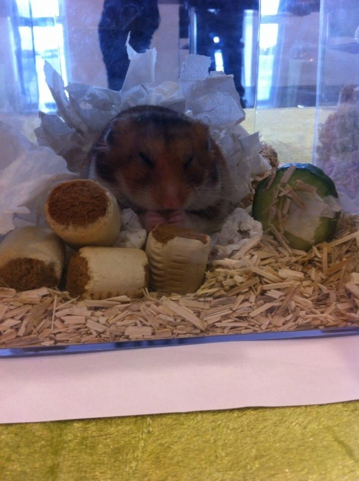 Hamster Mars Twillight *Himmel hamster* billede 6