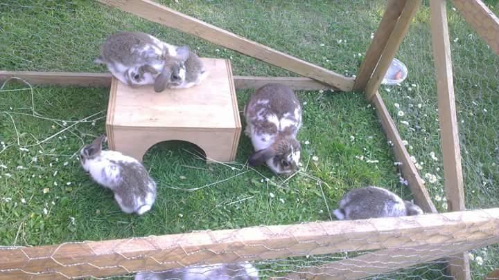 Kanin Lucia - Lucia og hendes første kuld kaninunger billede 8