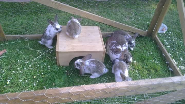 Kanin Lucia - Lucia og hendes første kuld kaninunger billede 9