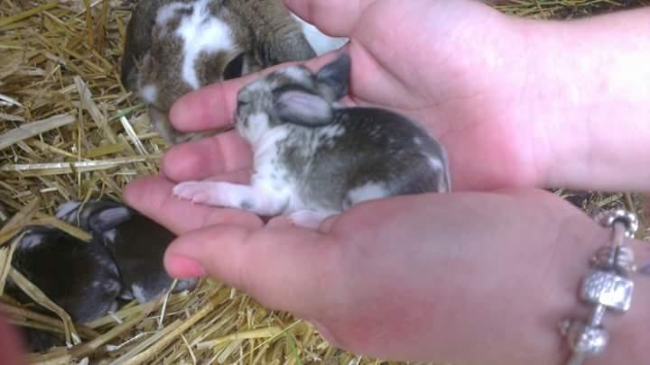 Kanin Lucia - Nej Lucia vi tager hende ikke. Den mindste unge i første kuld. billede 10