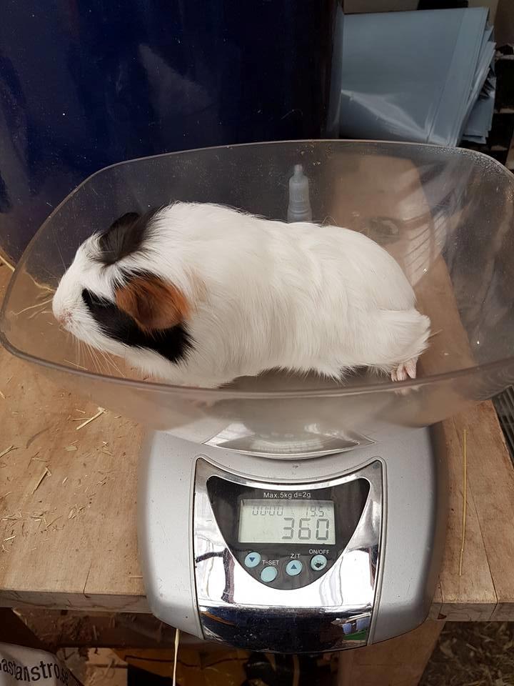 Marsvin Koreskas TAILLOW billede 8