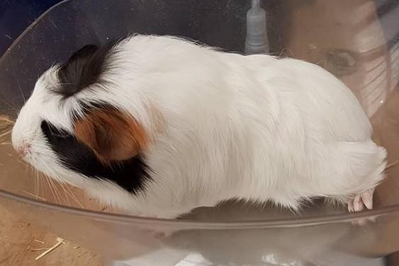 Marsvin Koreskas TAILLOW billede 9