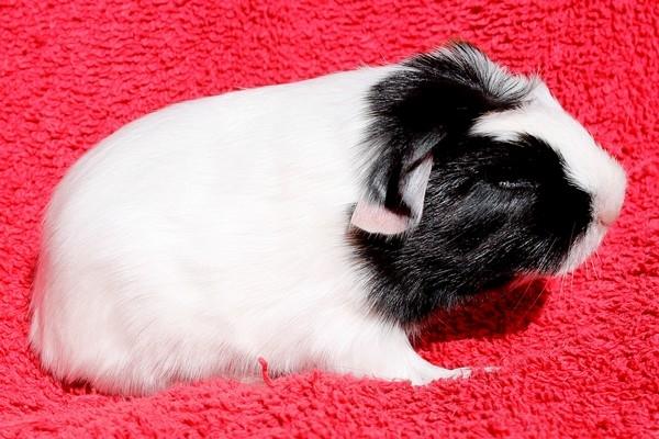 Marsvin Koreskas TAILLOW billede 4