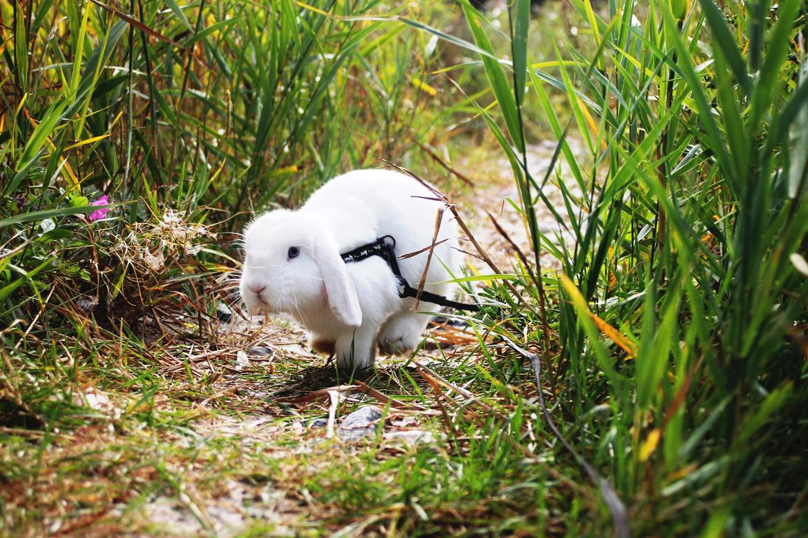 Kanin Feminiques Karma Valentino billede 1