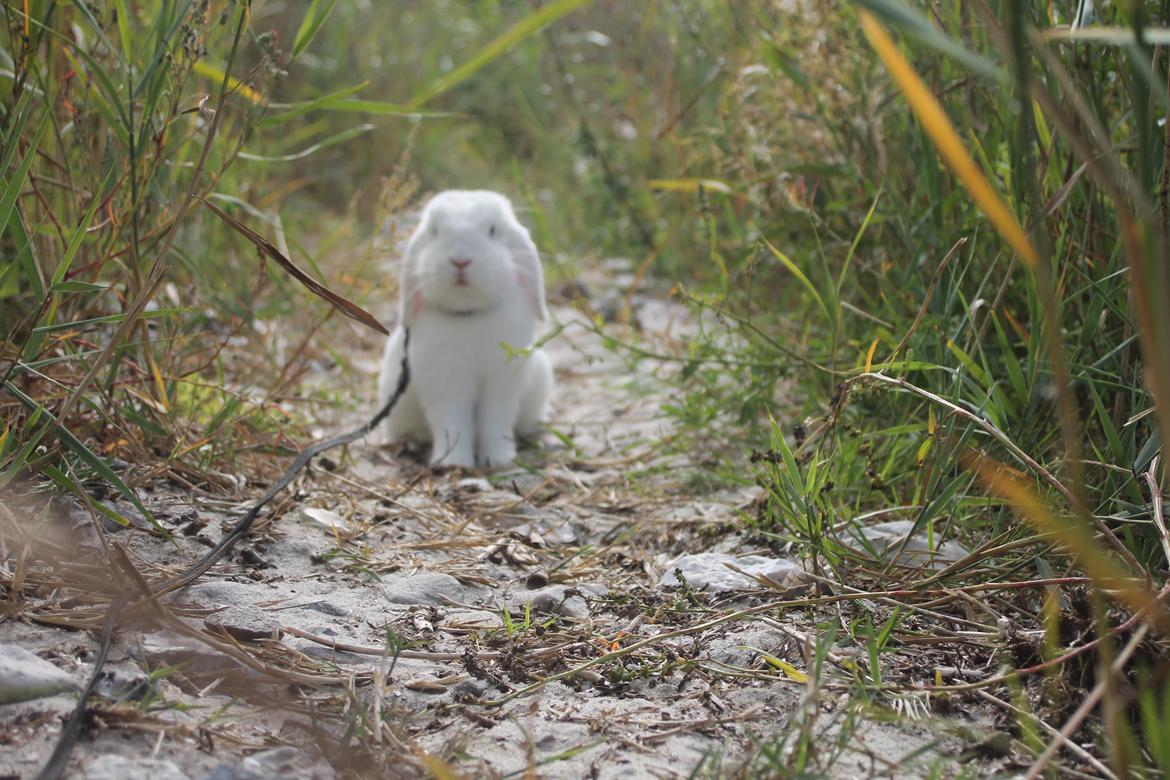 Kanin Feminiques Karma Valentino billede 6