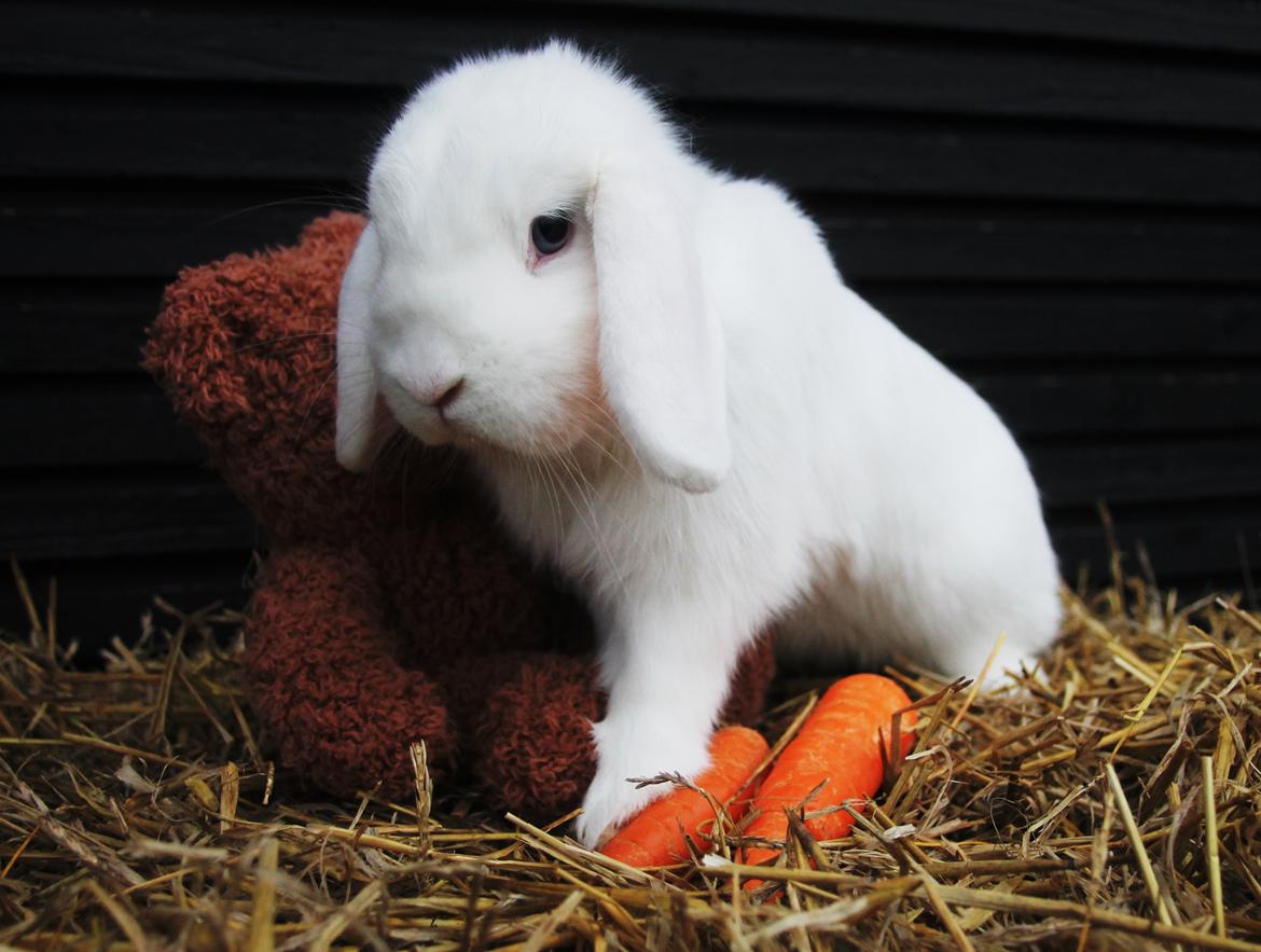 Kanin Feminiques Karma Valentino billede 8