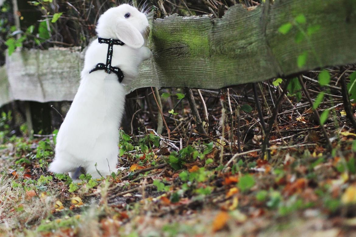 Kanin Feminiques Karma Valentino billede 10