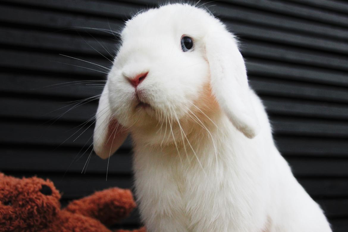 Kanin Feminiques Karma Valentino billede 2