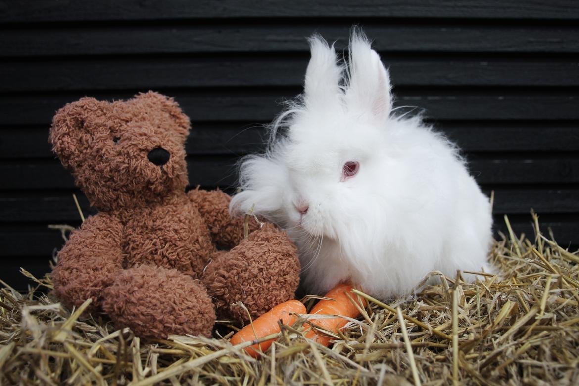 Kanin Prinsesse pjuske billede 1