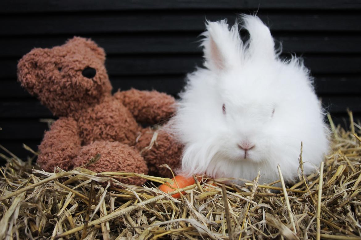 Kanin Prinsesse pjuske billede 10