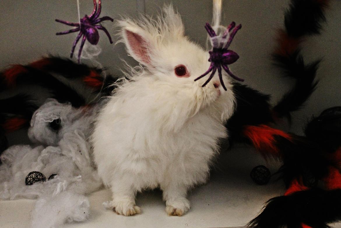 Kanin Prinsesse pjuske billede 3