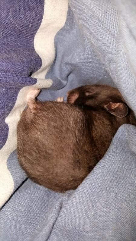 Hamster Noir billede 4