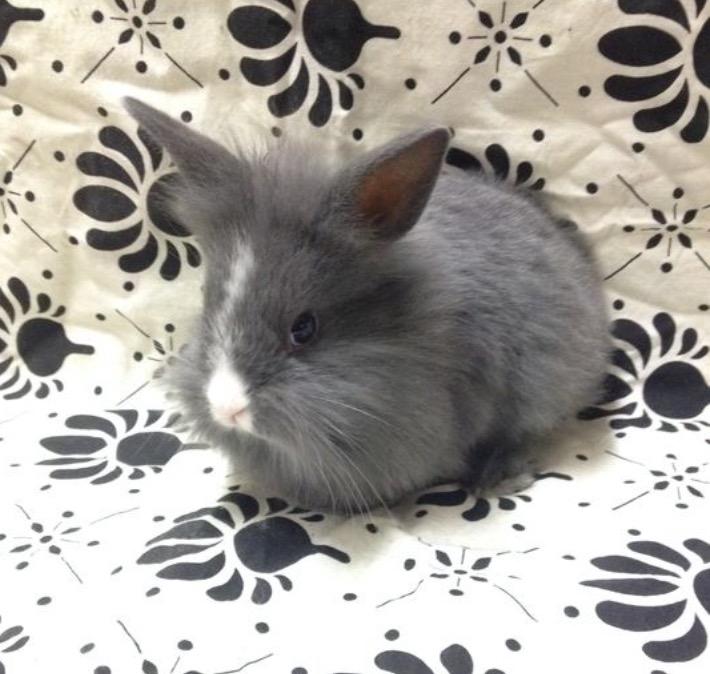 Kanin Hannibal {Løvehoved} billede 3