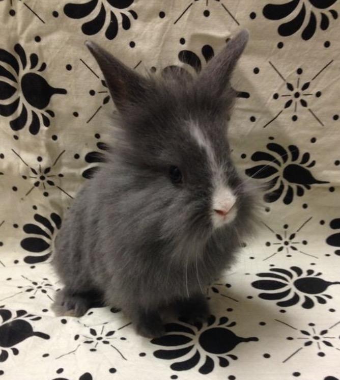 Kanin Hannibal {Løvehoved} billede 5