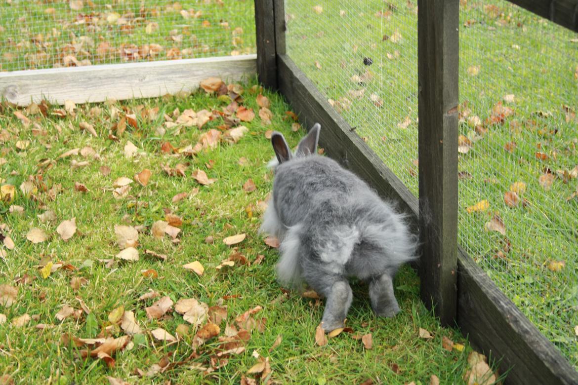 Kanin Hannibal {Løvehoved} billede 2