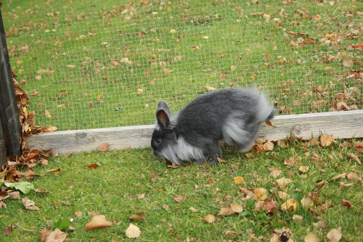 Kanin Hannibal {Løvehoved} billede 6