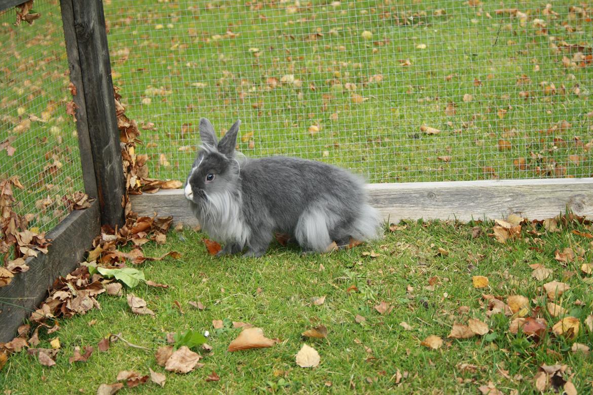 Kanin Hannibal {Løvehoved} billede 1