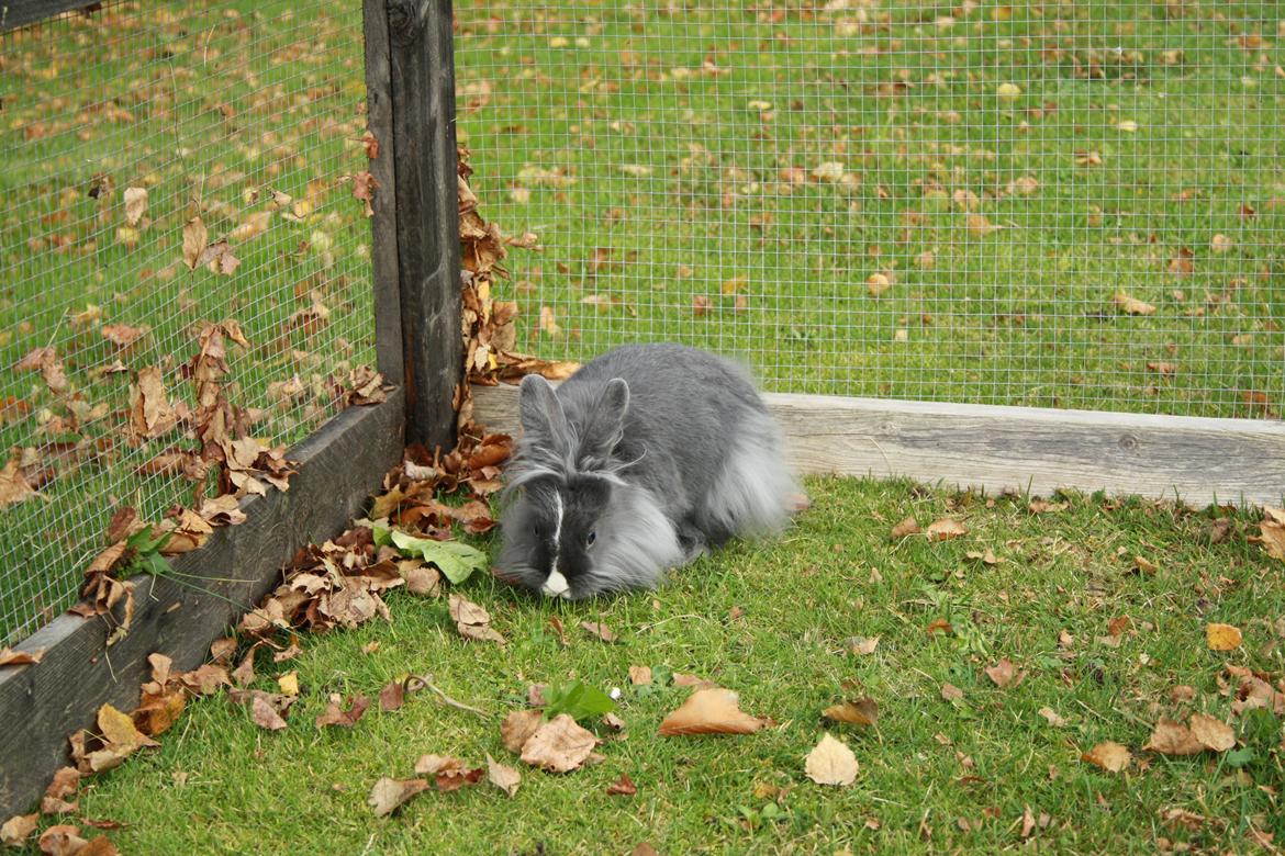 Kanin Hannibal {Løvehoved} billede 4