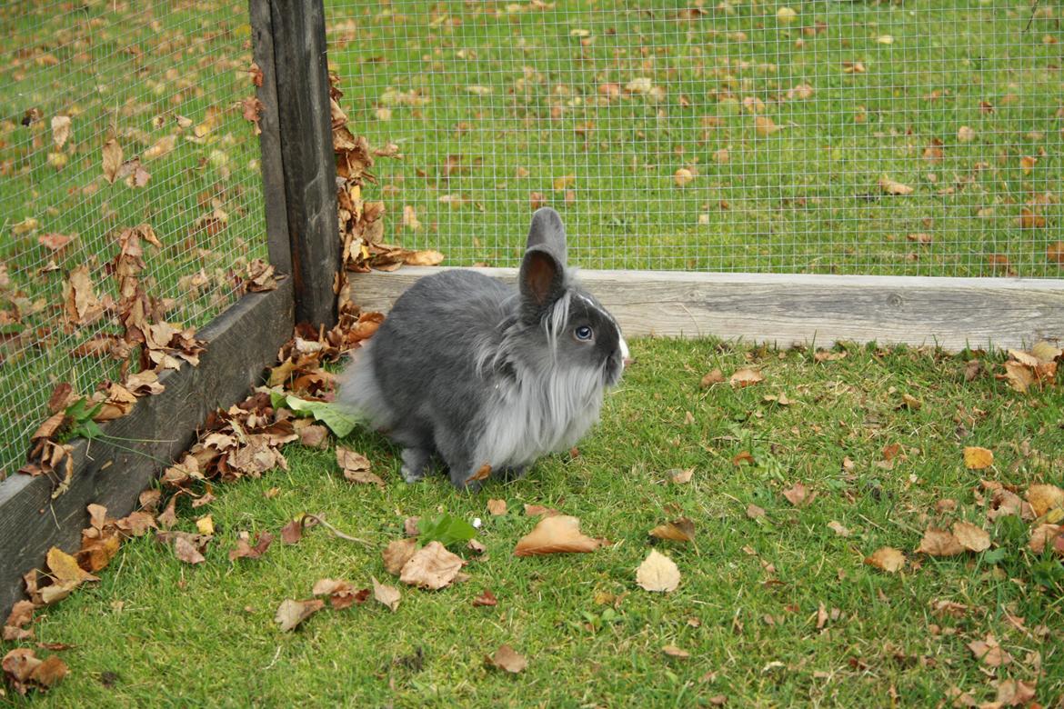 Kanin Hannibal {Løvehoved} billede 7