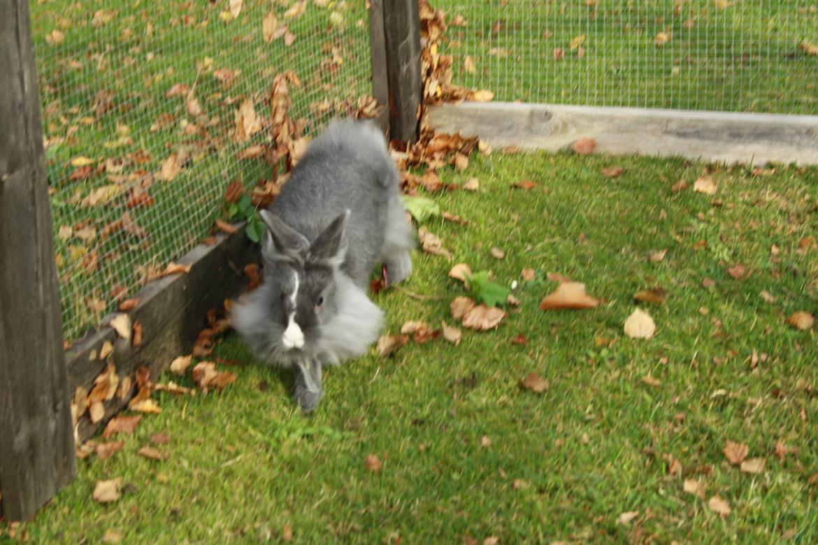 Kanin Hannibal {Løvehoved} billede 8