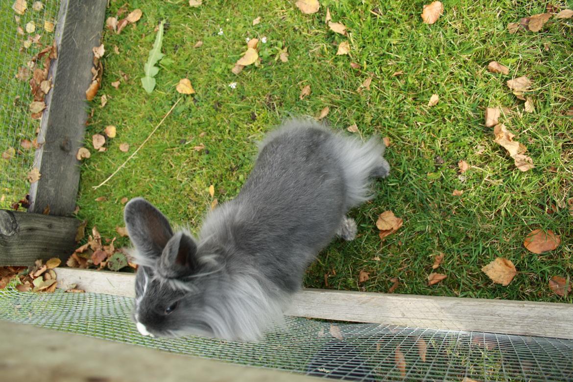 Kanin Hannibal {Løvehoved} billede 9