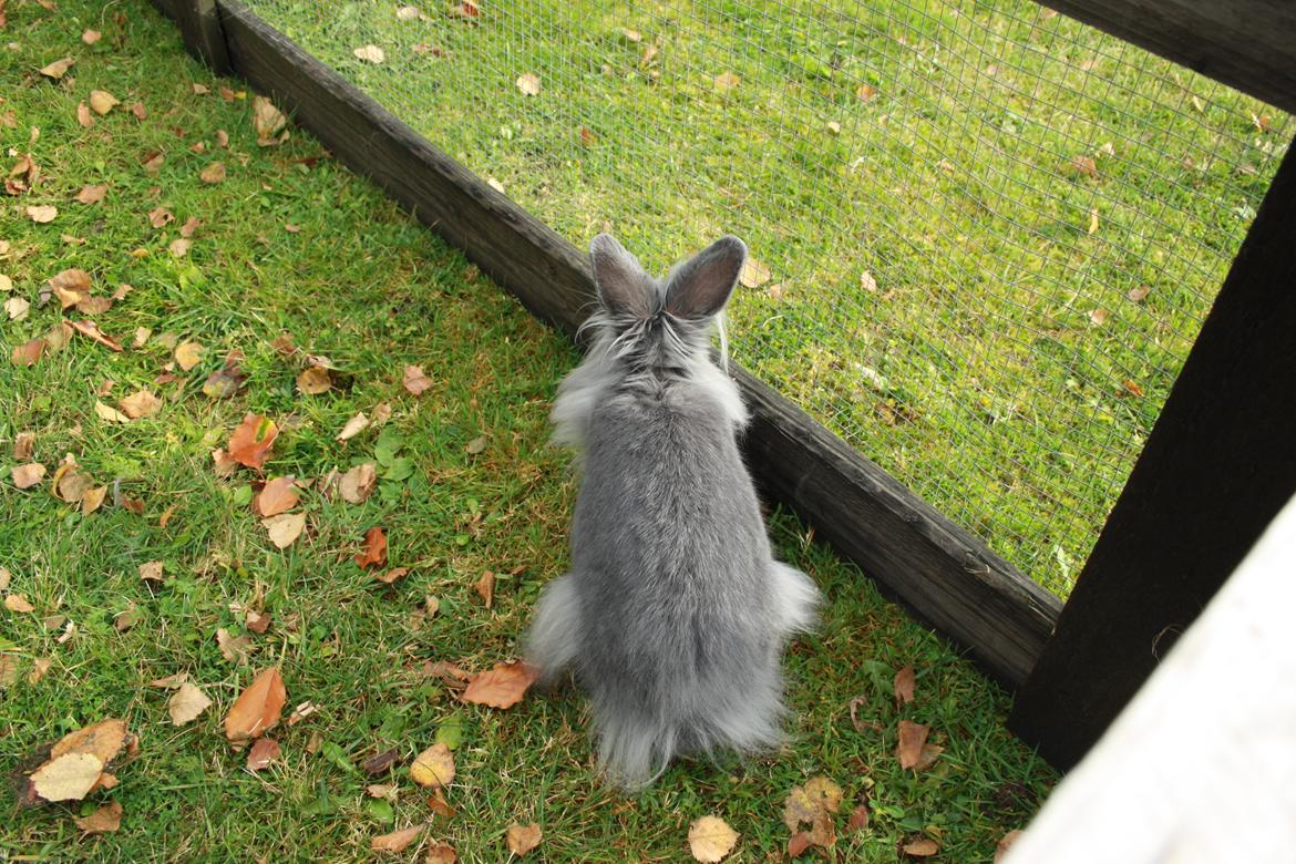 Kanin Hannibal {Løvehoved} billede 10