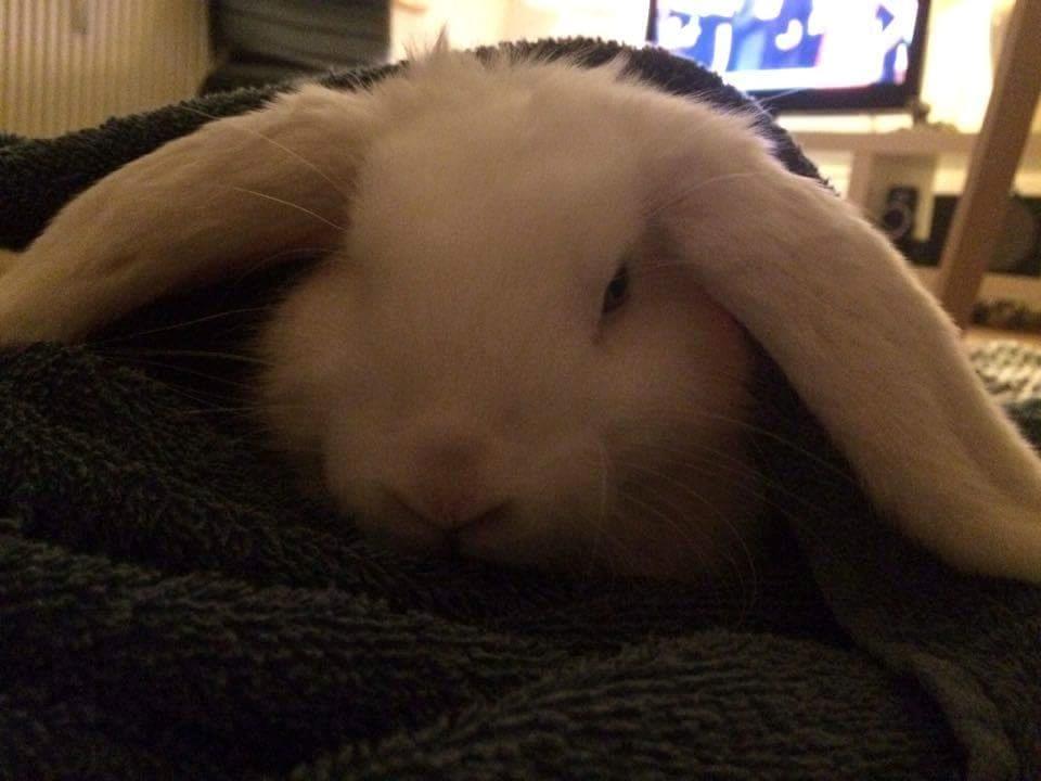 Kanin Milton billede 5