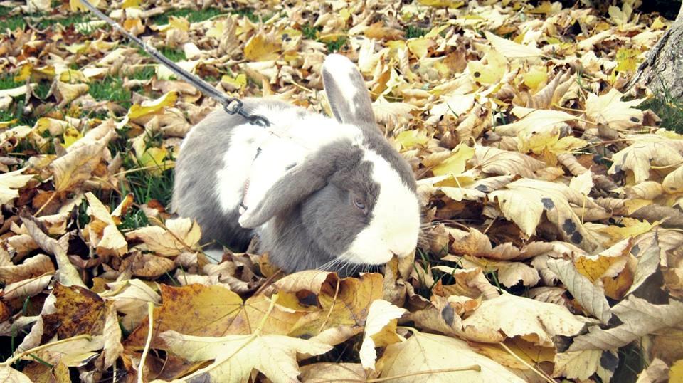 Kanin Aslan (Kaninen) billede 13