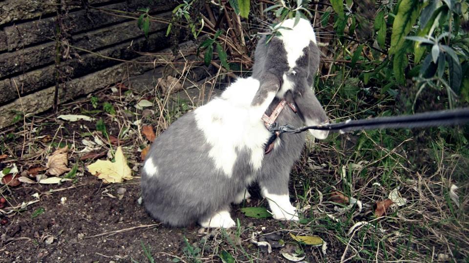 Kanin Aslan (Kaninen) billede 14