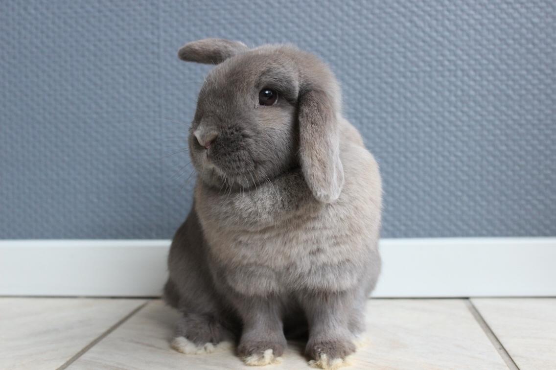 Kanin Bamse °Himmelgnaver° billede 10