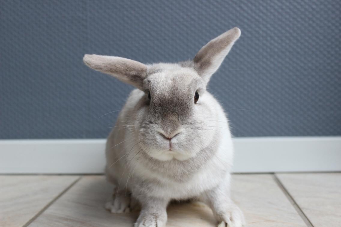 Kanin Snefnug •Himmelgnaver• billede 1