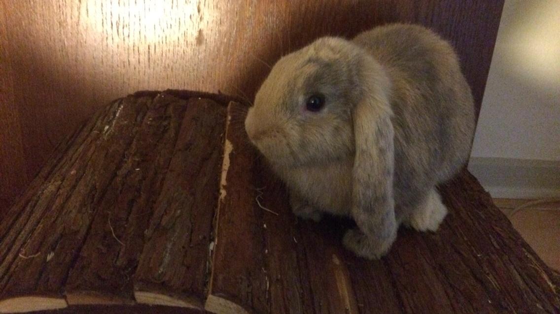 Kanin Studsdals Honey <3 billede 1