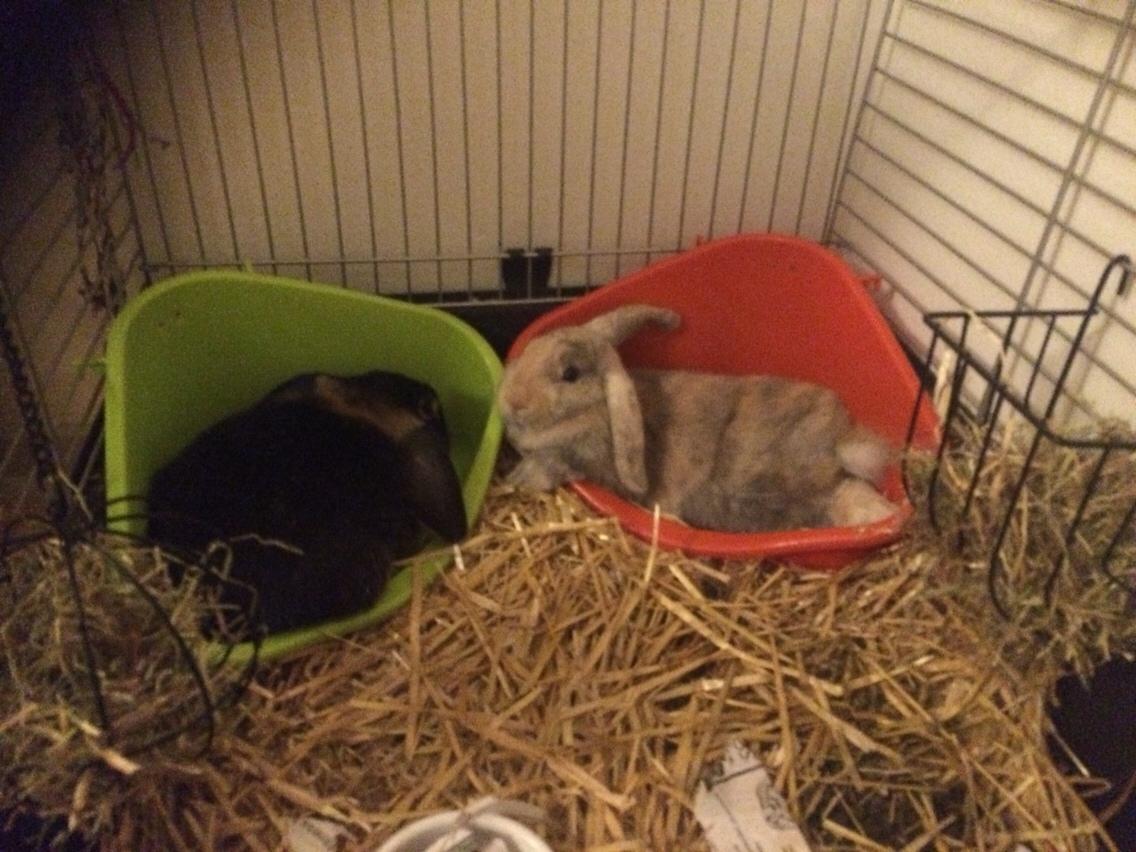 Kanin Studsdals Honey <3 billede 2